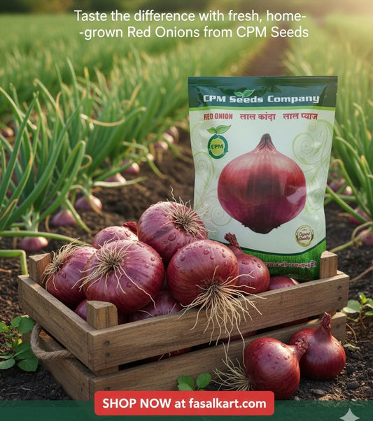 Bhima Super - Early Red Onion Seeds - 250gm