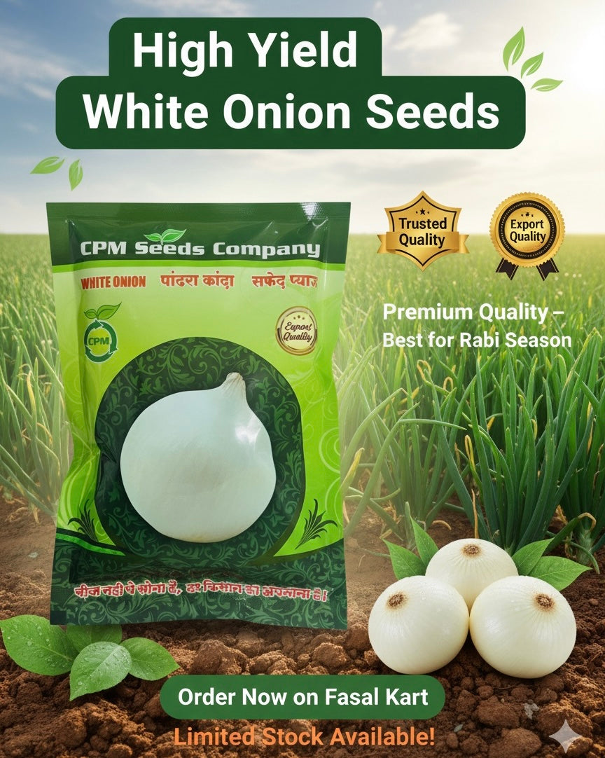 Bhima Shubhra - White Onion Seeds - 250gm